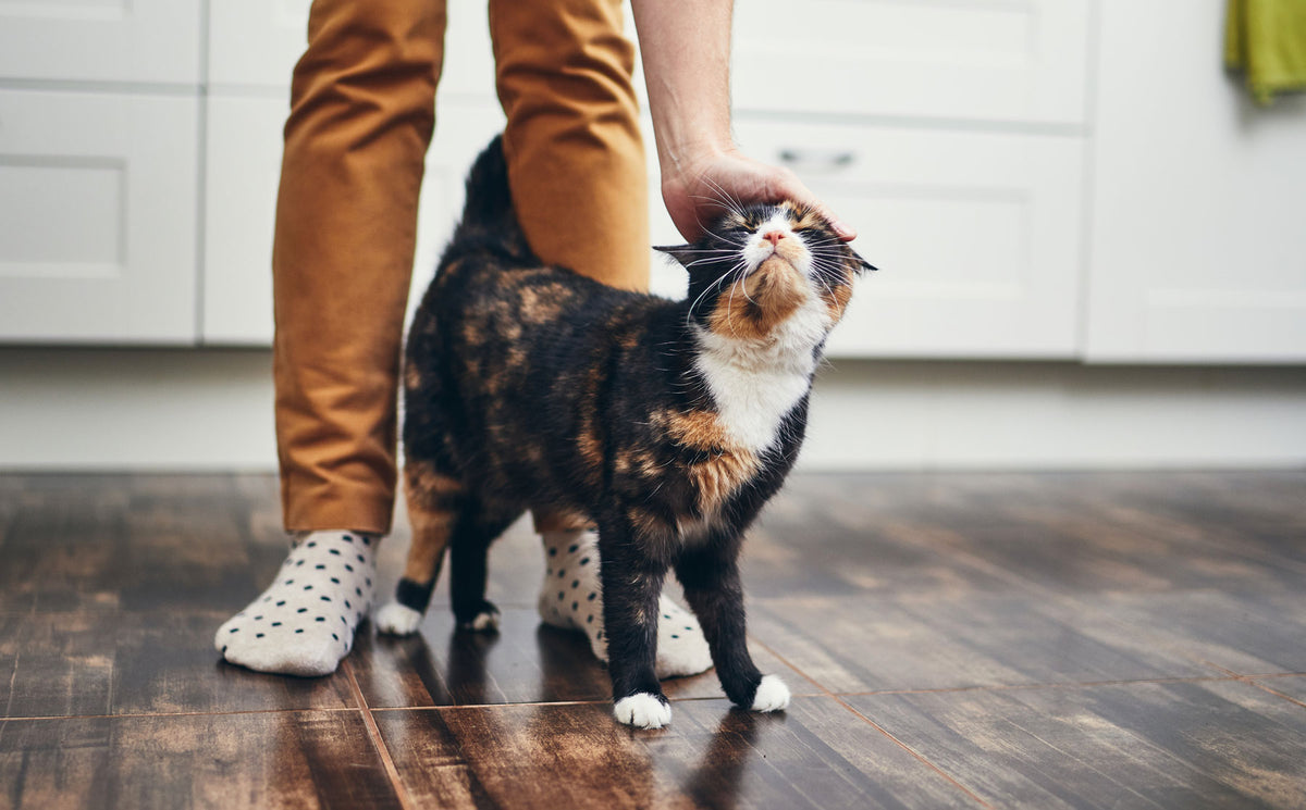 The best tips for living with older cats. - Modkat