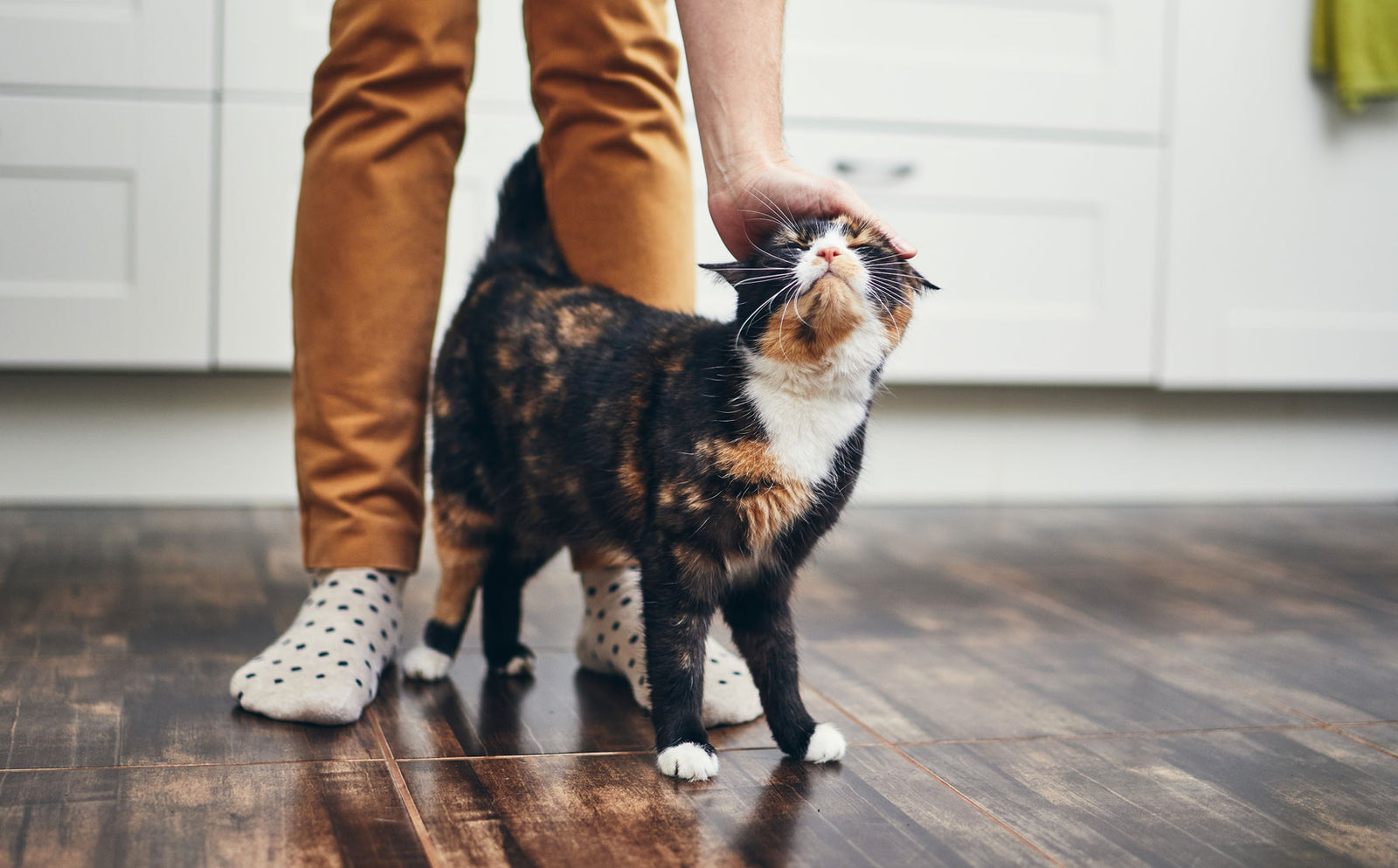 The best tips for living with older cats. - Modkat