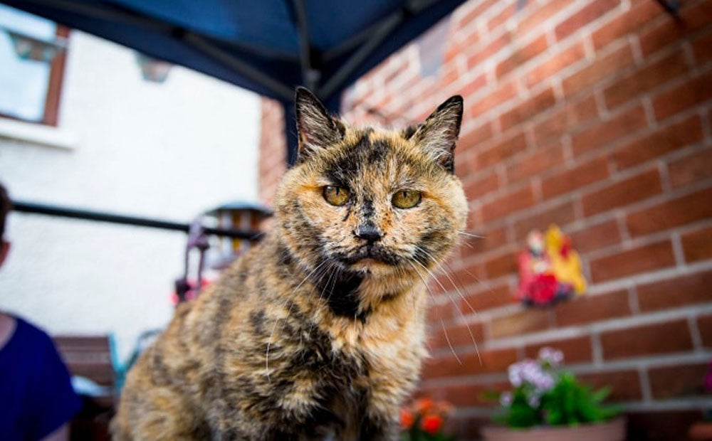 World's oldest living cats & how to tell if your cat will be one.