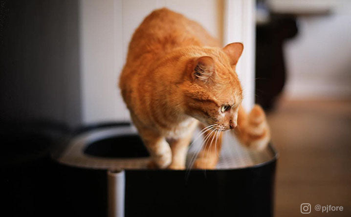 9 tips to shooting purr-fect photos of your cat.