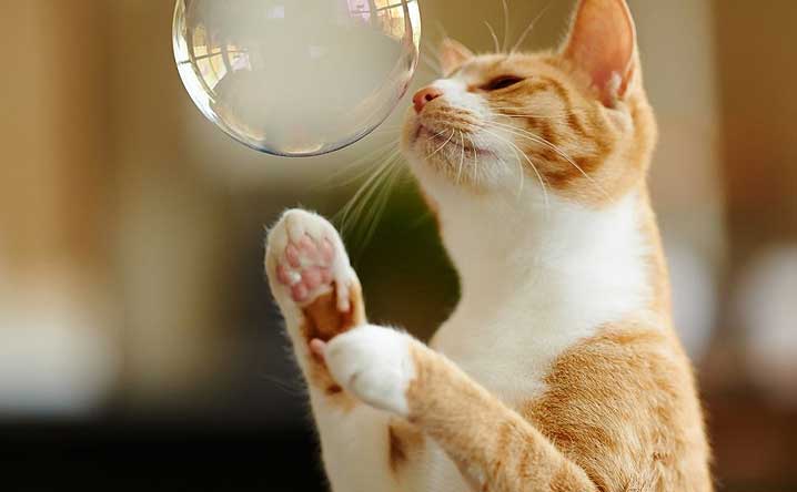 10 fun activities you can do with your cat.