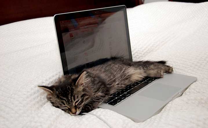 Left pawers, laptop lovers, and other quirky cats we adore. - Modkat