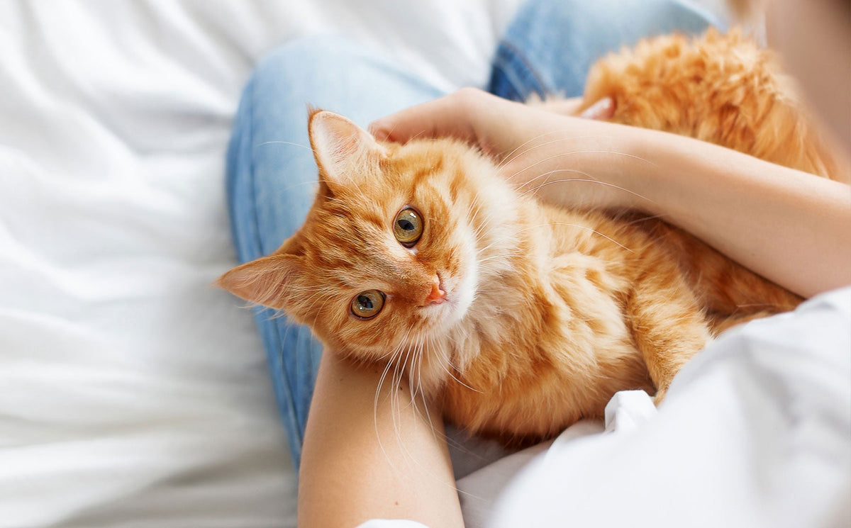 How long does it take for your cat to forget you?