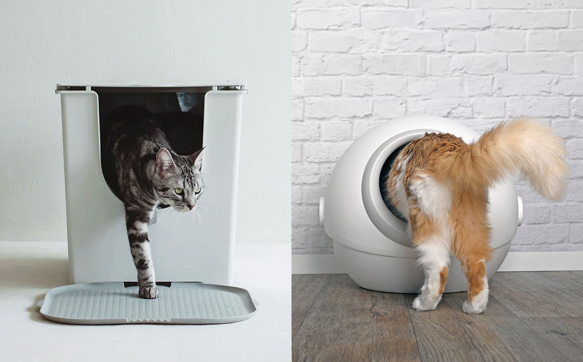 Comparing traditional litter boxes with selfcleaning solutions. Modkat