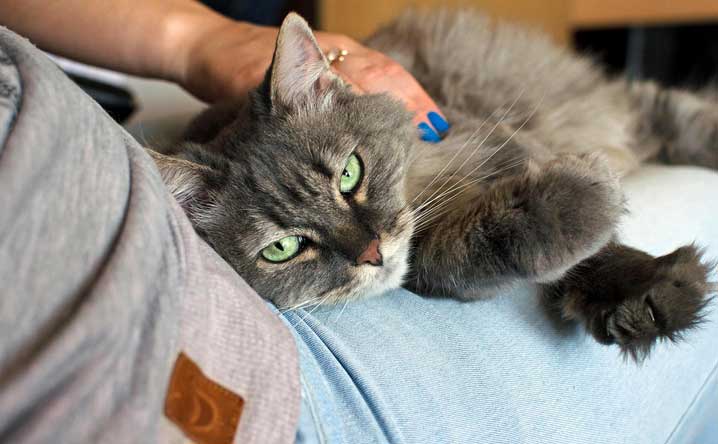 All About Service Animals, Therapy Cats, and ESAs