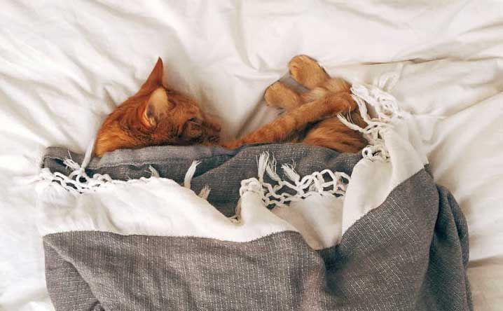 How much do cats sleep, and how many hours do they really need?