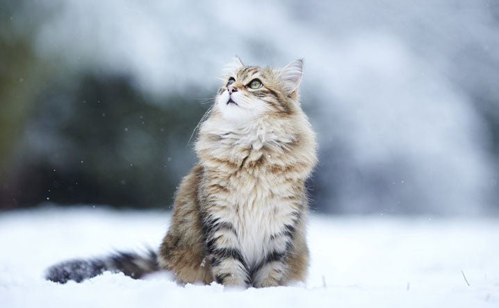 Do Cats Like Snow? - Modkat
