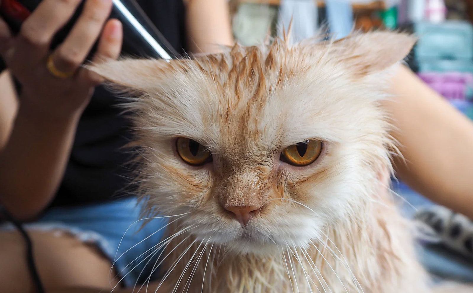 Cat with a “Stinky Face”: what to do about it.