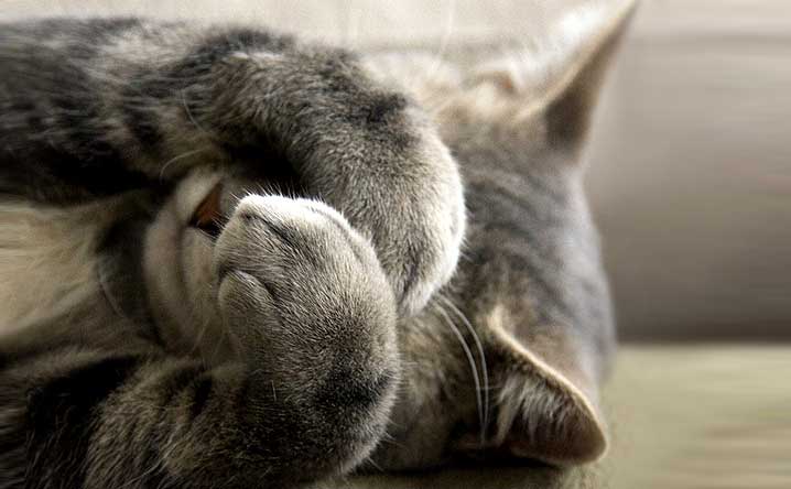 6 Signs Your Cat Is Stressed Out