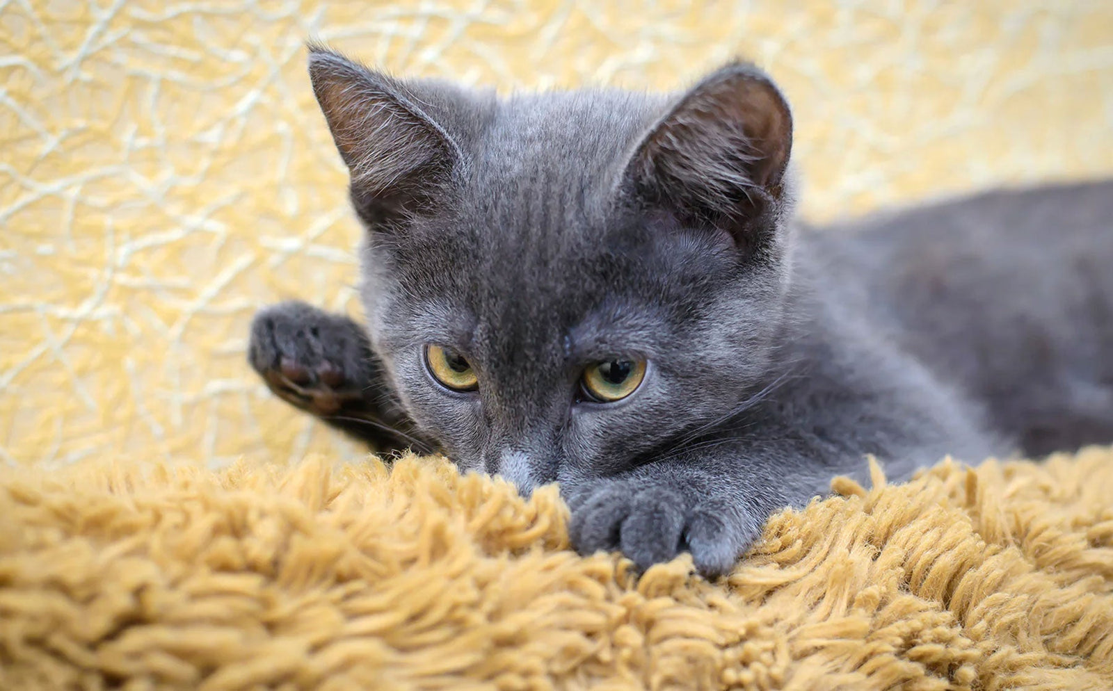 Why do cats suck on blankets?