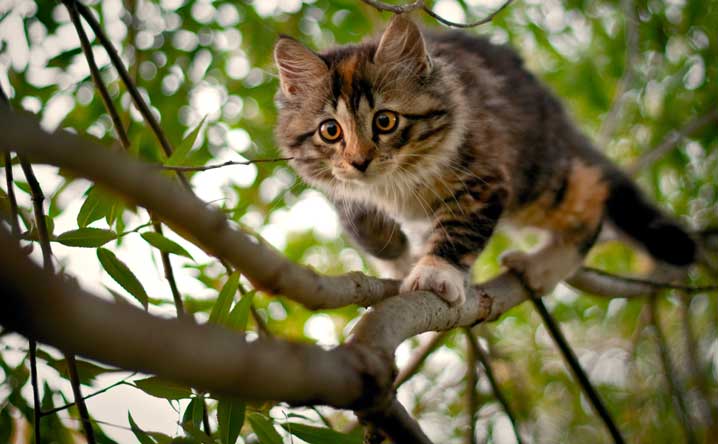Cats' amazing ability to survive falls.