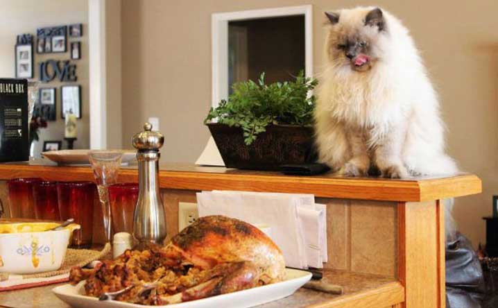 Kitty wants turkey? 3 things to look out for.