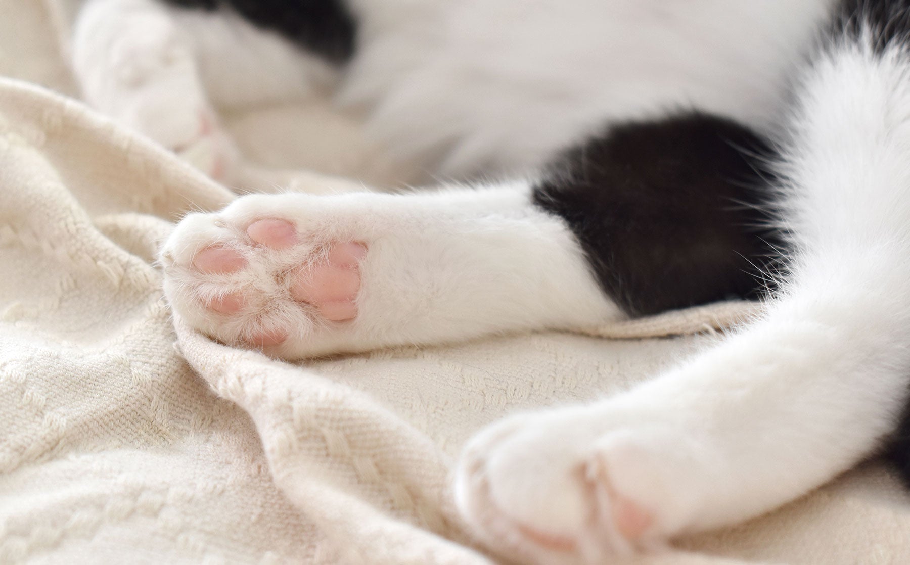 Cat toe beans: how to keep your kitty’s paws healthy. - Modkat