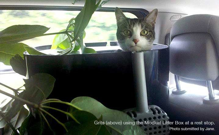 5 Things Nobody Tells You about Traveling with Cats - Modkat