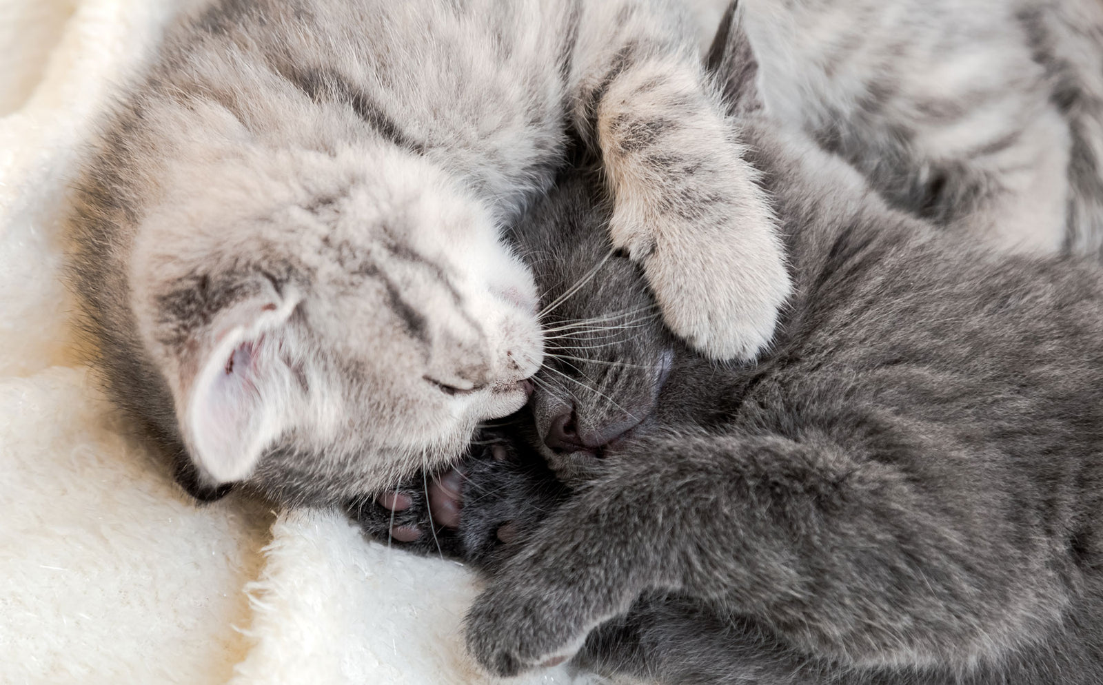 Introducing a second cat: an easy guide. - Modkat