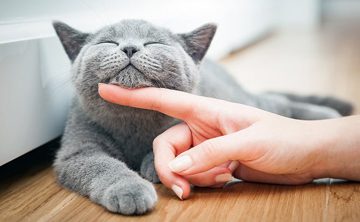 Ultimate guide to new cat ownership. - Modkat