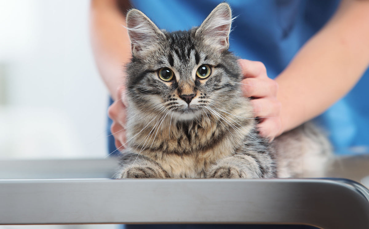 What happens during my cat's veterinary exam? - Modkat