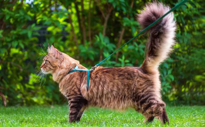 7 tips for leash training your cat. - Modkat