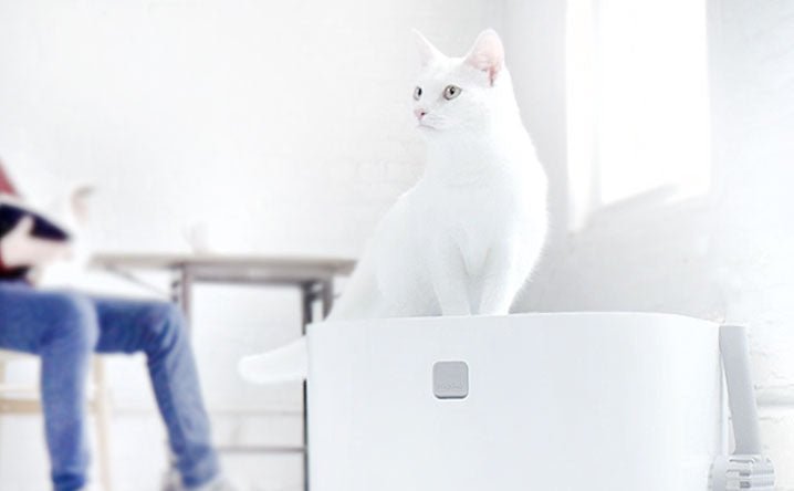 Which Litter Box Is Best for My Cat? - Modkat
