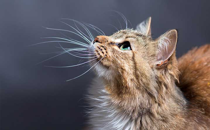 Why Do Cats Have Whiskers? - Modkat