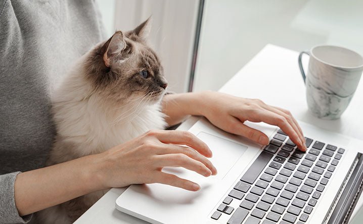 Working from home with cats survival guide. - Modkat