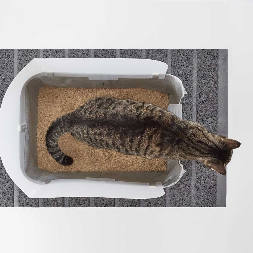 High Sided Litter Box Tray High Wall Litter Box Modkat