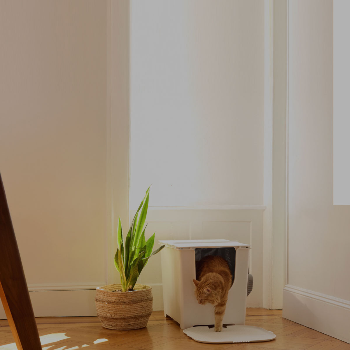 Orange cat stepping out of a Modkat Flip Litter Box next to a plant