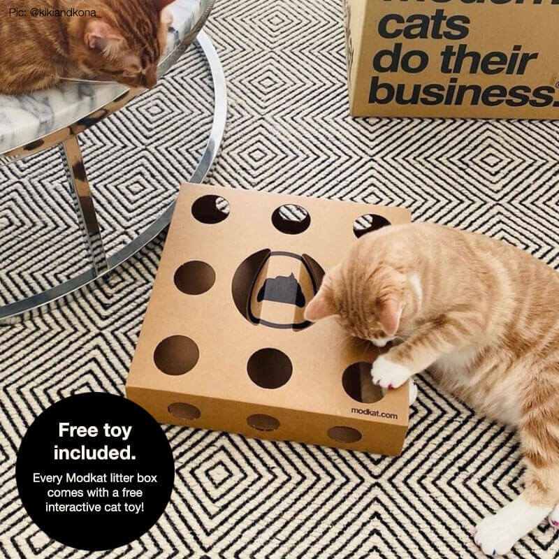 A cat playing on carpet with an interactive cardboard toy