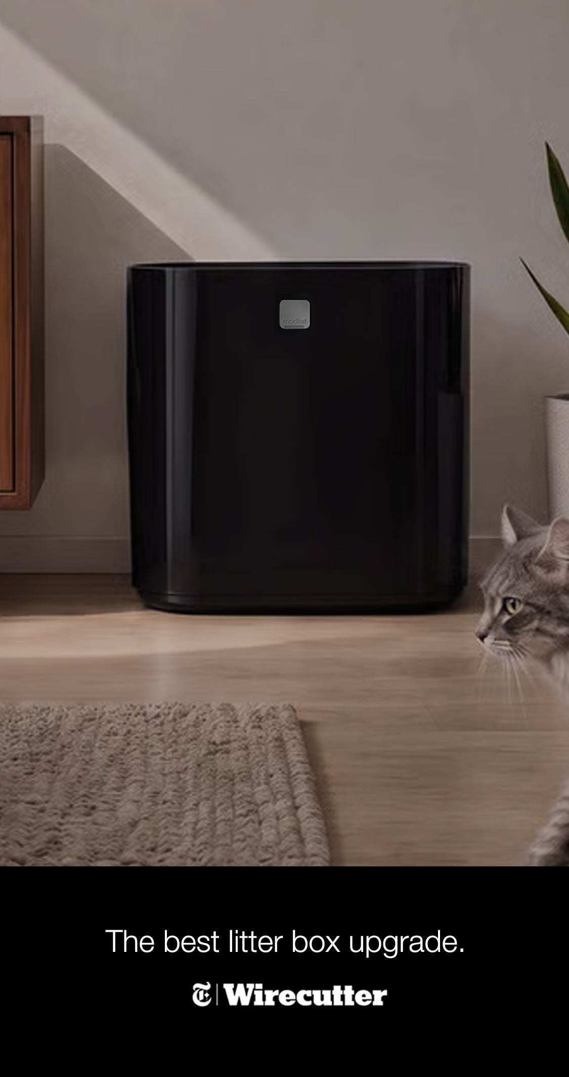 Modkat Litter box in black in a modern interior with cat