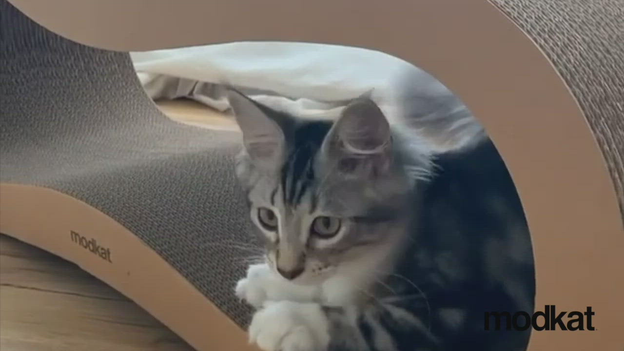 Cat Scratcher Lounge | Video				